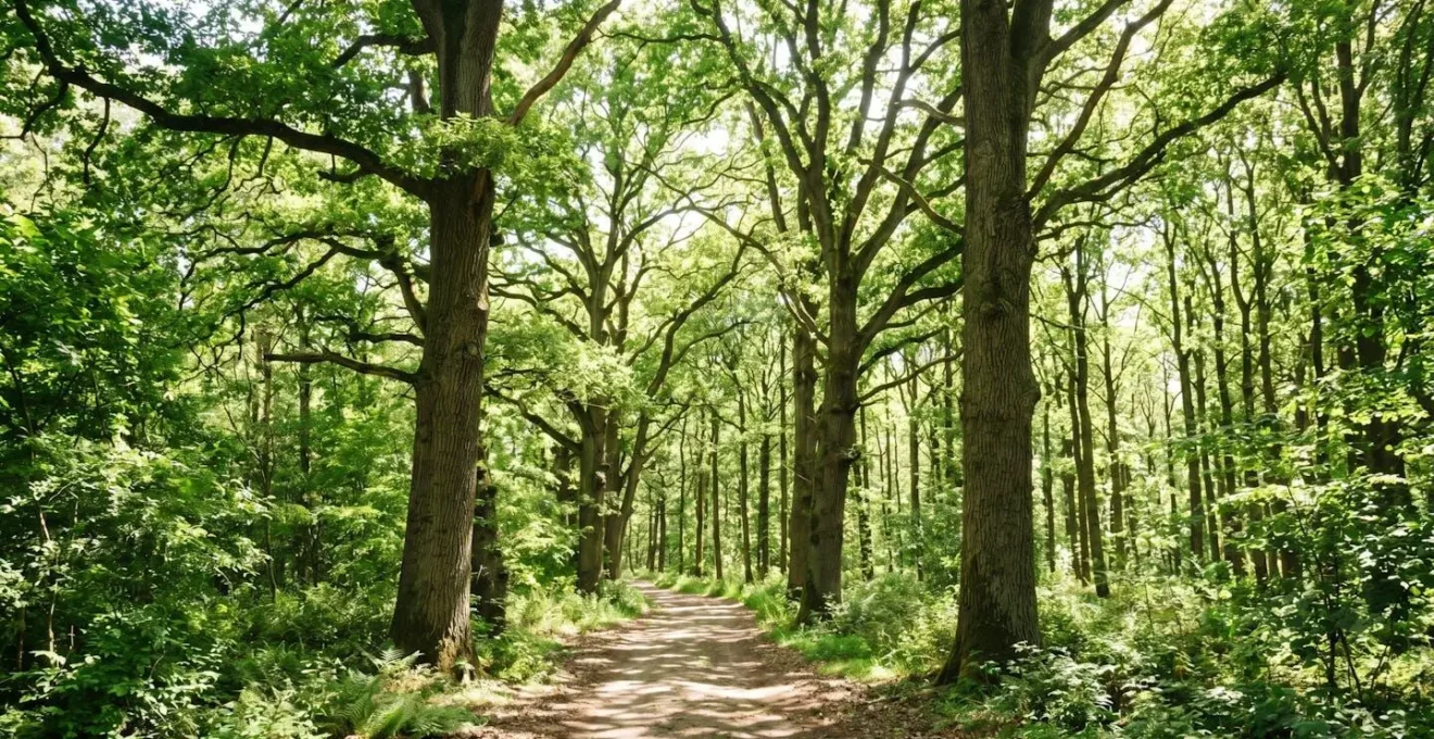 Large allée forestière bordée de chênes matures en contre-plongée avec lumière naturelle filtrant à travers le feuillage