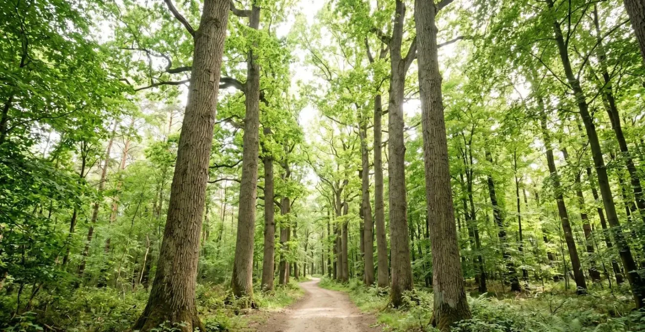Large allée forestière bordée de chênes matures en contre-plongée avec lumière naturelle filtrant à travers le feuillage
