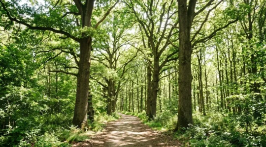 Large allée forestière bordée de chênes matures en contre-plongée avec lumière naturelle filtrant à travers le feuillage